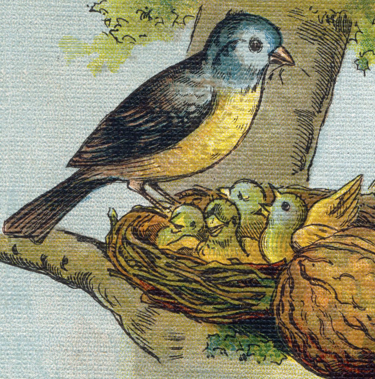 A madár fészekben eteti fiókáit. Metszet "Alphabet de ma petite fille". Bernardin-Bechet és Fils, könyvkereskedő-kiadók, Párizs, 1895 körül. Törhetetlen album vásznon. Bibliotheque des babes. 12 oldal. Olvasási módszert és illu-t tartalmazó album alkotó: Unbekannt