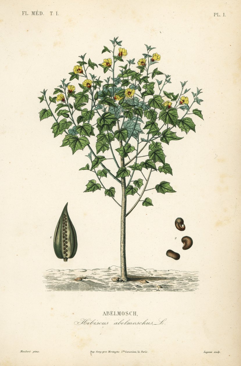 Abelmusk, esernyő vagy egynyári hibiszkusz, Abelmoschus moschatus, Hibiscus abelmoschus, Abelmosch alkotó: Unbekannt