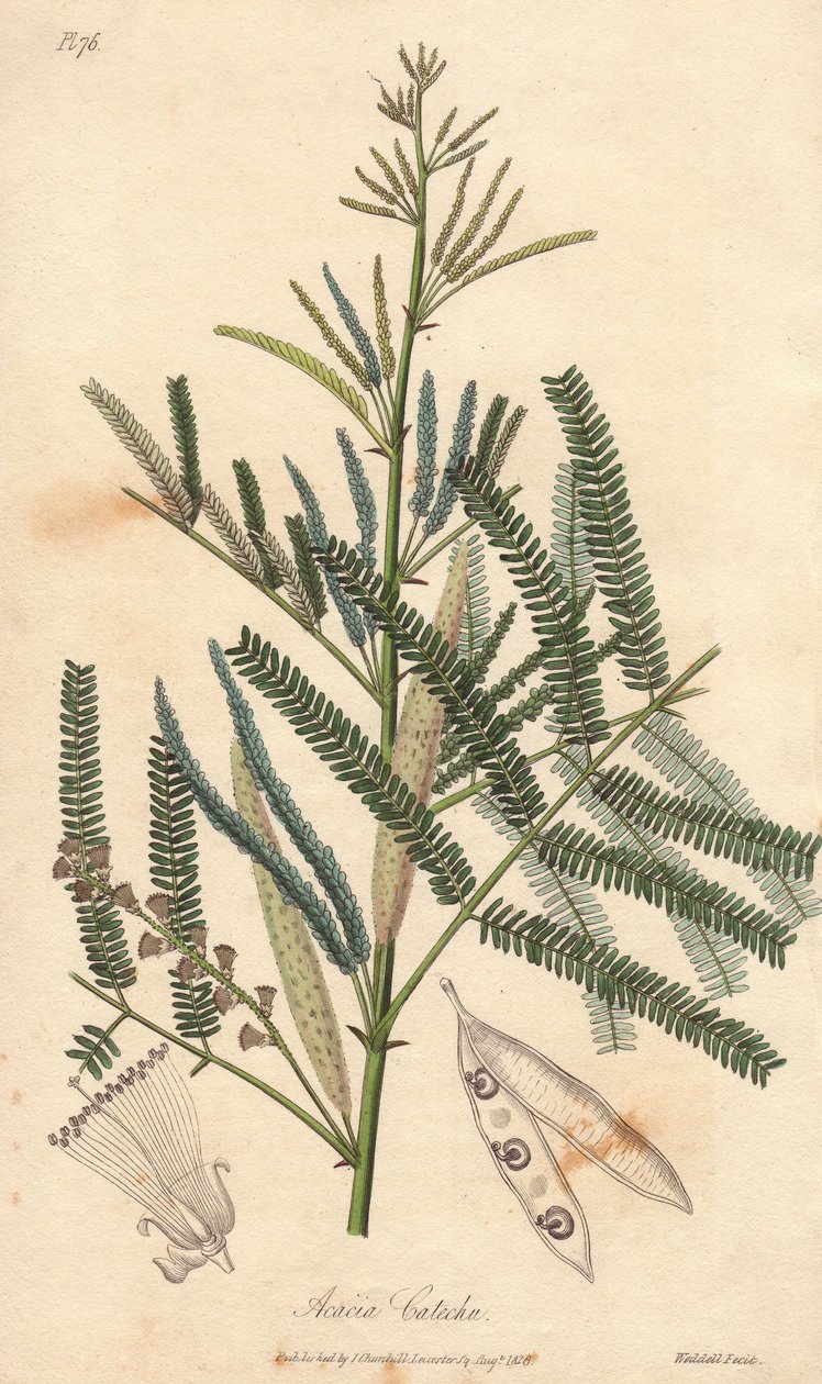 Acacia a cachou vagy cachoutier (Acacia catechu) - William Clarke vize John Stephenson és James Morss Churchill "Medical Botanical, Description of the Medicinal Plants of London, Edinburgh and Dublin" című művének illusztrálására, amelyet Londonban John Ch alkotó: Unbekannter Künstler