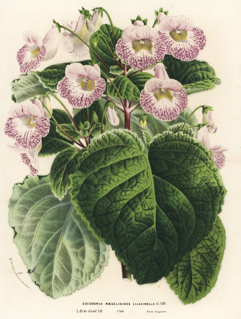 Achimenantha x naegelioides, lila kultúrnövény (Eucodonia naegelioides lilacinella). Kézi színezésű litográfia Louis van Houtte és Charles Lemaire: Flowers of the Gardens and Hothouses of Europe, Flore des Serres et des Jardins de l