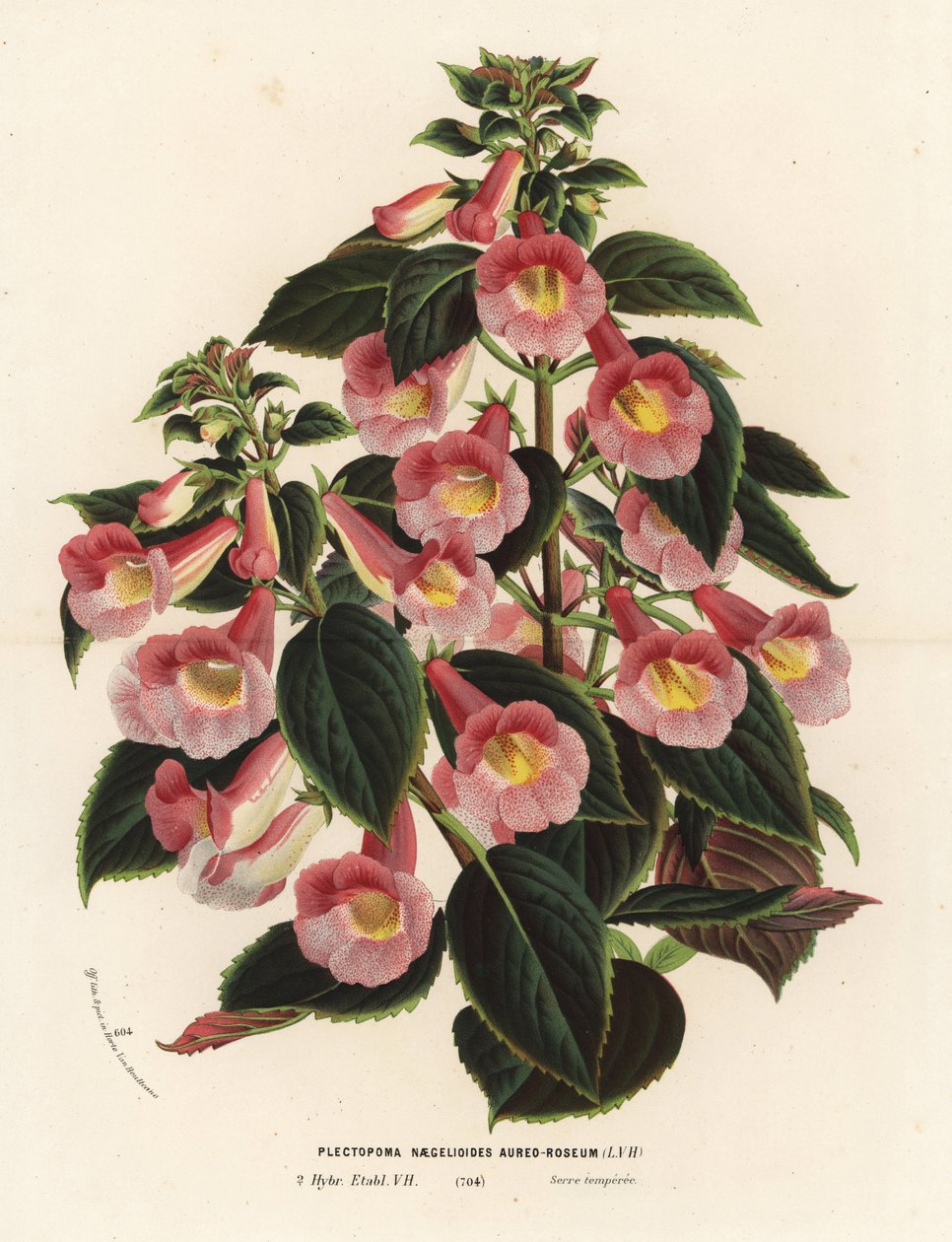 Achimenantha x naegelioides, rózsaszín és arany fajta. Plectopoma naegelioides aureo-roseum. Kézzel színezett litográfia Louis van Houtte és Charles Lemaire: Flowers of the Gardens and Hothouses of Europe, Flore des Serres et des Jardins de l