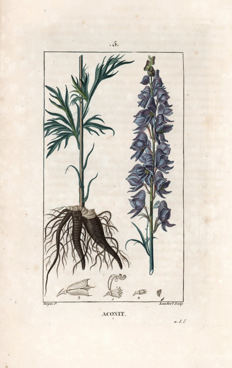 Aconit - Lambert metszete Pierre Jean Francois Turpin (1775-1840) rajza után, a La flore medicale, de Chaumeton, Poiret et Chamberet, Paris 1830-ból - Aconitum napellus, a virágok, levelek és gyökerek ábrázolása - Lambert metszete a alkotó: Unbekannter Künstler