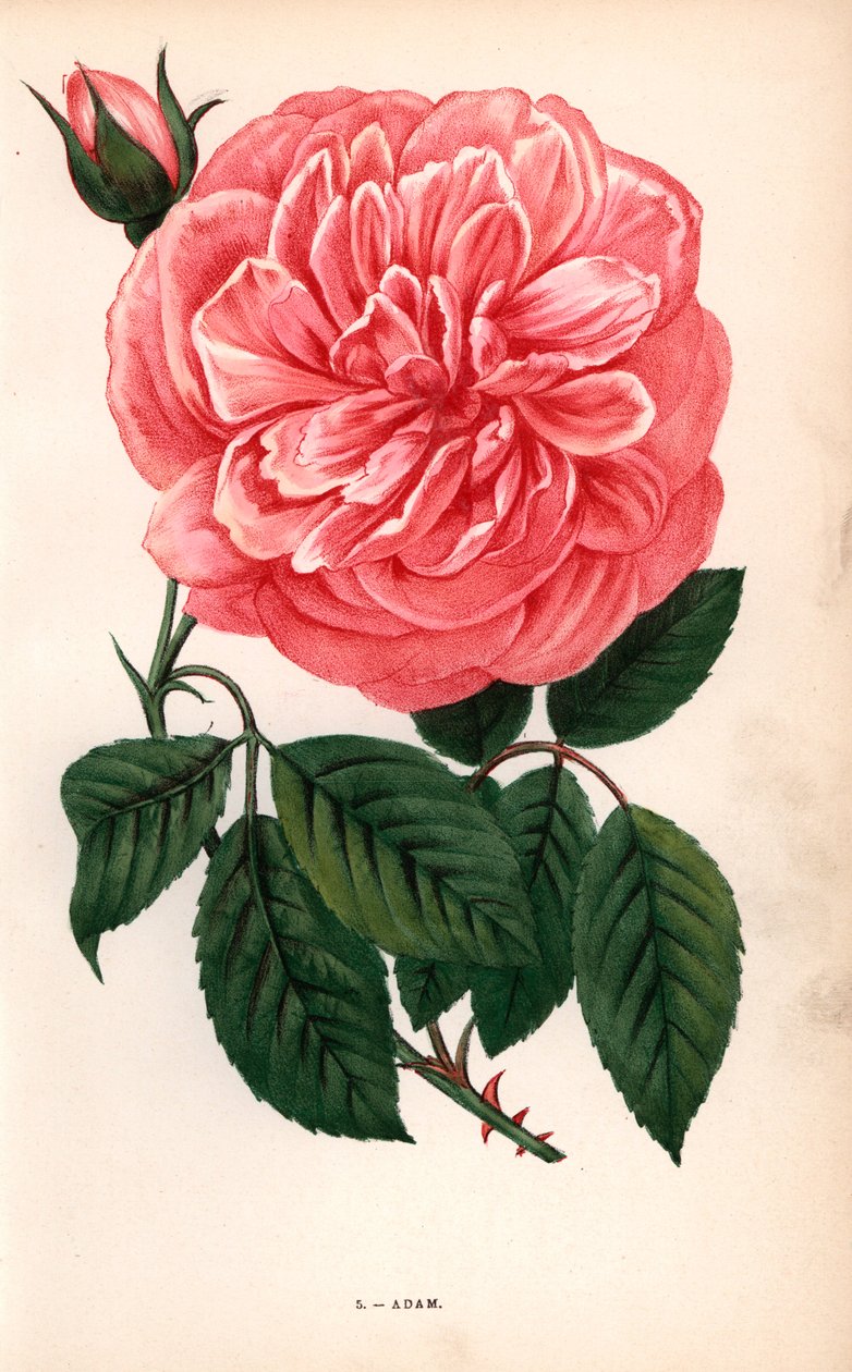 Adam rózsa, a tearózsa fajtája, amelyet a reimsi Monsieur Adam 1838-ban nevelt. F. Grobon által Hippolyte Jamain és Eugene Forney "Les Roses" című műve alapján rajzolt és litografált kromolitográfia, Párizs, J. Rothschild. alkotó: Unbekannter Künstler