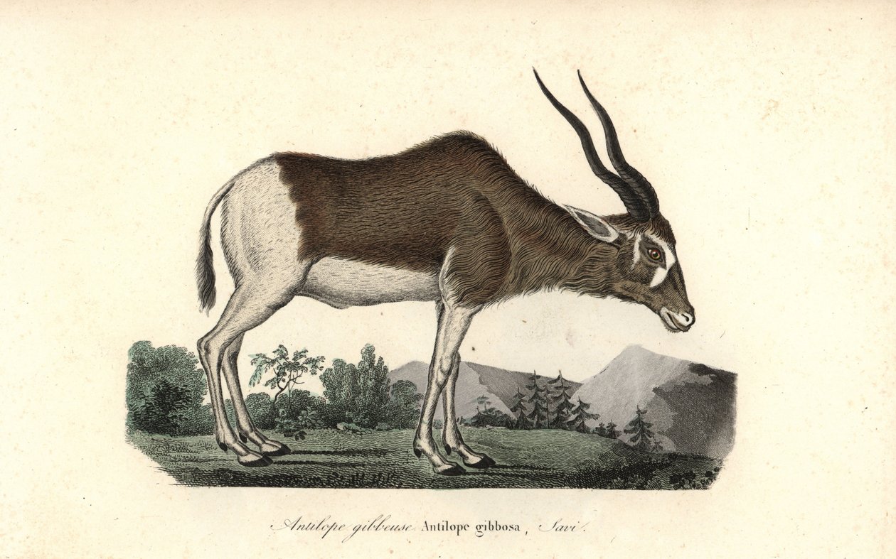 Addax vagy csavarkürtös antilop, Addax nasomaculatus. Kritikusan veszélyeztetett. Kézzel színezett rézmetszet Rene Primevere Lesson Complements de Buffon című művéből, Pourrat Freres, Párizs. alkotó: Unbekannter Künstler