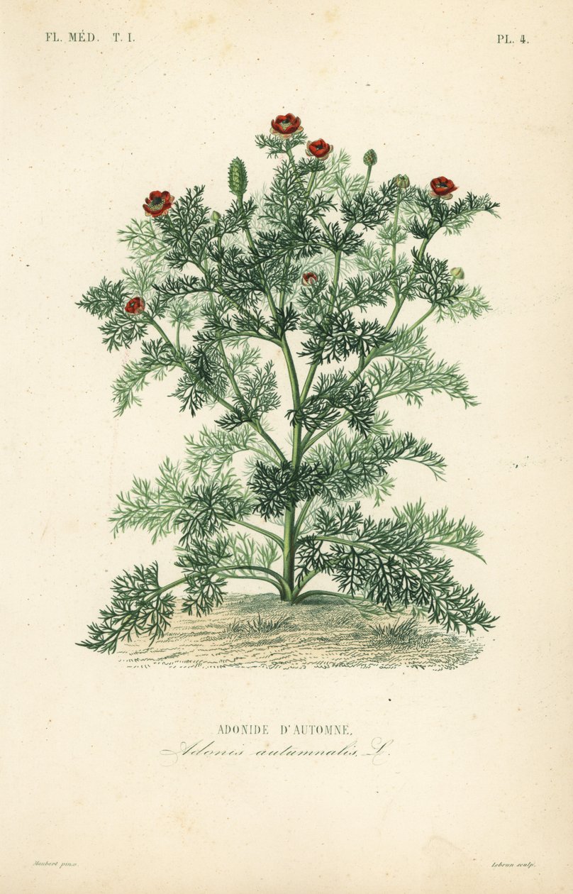 Adonis virág vagy fácánszem, Adonis egynyári, Adonis autumnalis, Adonis d
