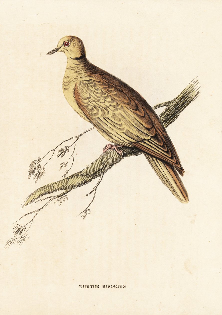 Afrikai gallérgalamb (gyűrűs), Streptopelia roseogrisea risoria (Turtur risorius). Kézzel színezett acélmetszet Edward Lear után Georg Friedrich Treitschke Természettudományi Galériájából, Naturhistorischer Bildersaal des Thierreiches, Liepzig. alkotó: Unbekannter Künstler