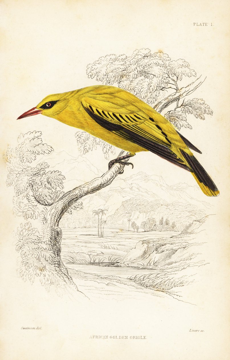 Afrikai aranymadár, Oriolus auratus. William Lizars kézzel színezett acélmetszete William Swainson után Sir William Jardine Naturalist