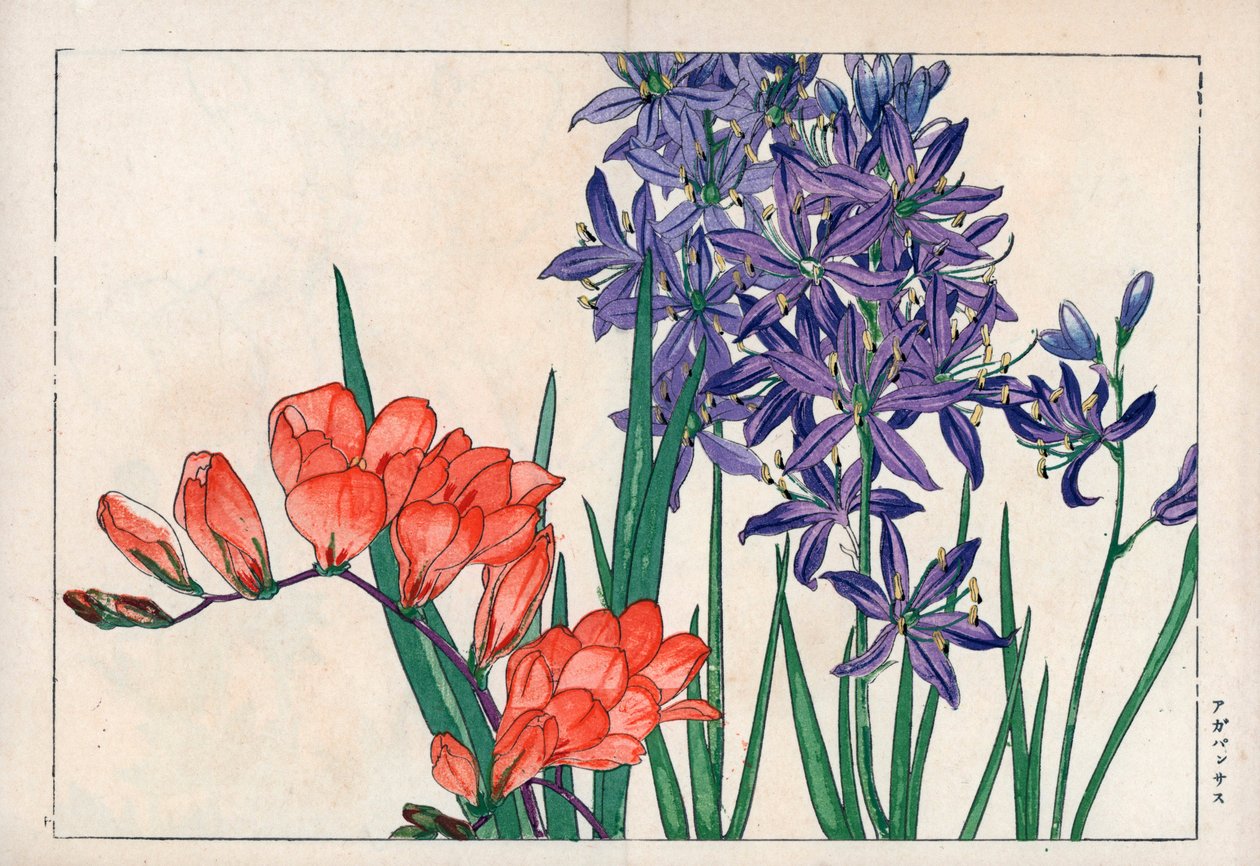 Agapanth vagy nílusi liliom (kék) és frézia. Afrikai liliom, Agapanthus africanus, és frézia, Freesia refracta. Kézzel színezett fametszet Konan Tanigami "Seiyou Sokazufu" (Képes album nyugati növényekről és virágokról: tavasz) című művéből, Unsodo, Kyo. alkotó: Unbekannter Künstler