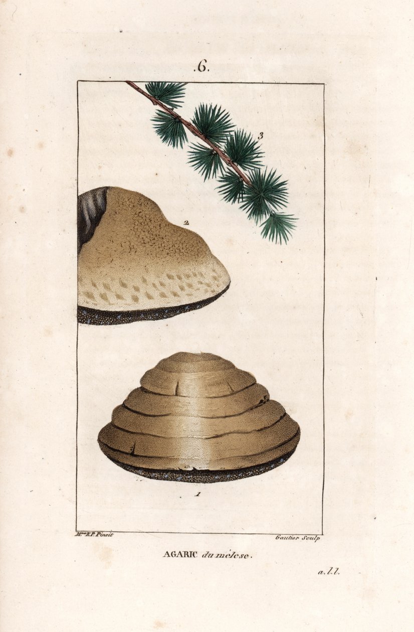 Agaric du meleze - Gautier metszete Ernestine Panckoucke (1784-1860) tervrajzáról, a La flore medicale, de Chaumeton, Poiret et Chamberet, Paris 1830-ból - Fehér éjszakai gomba, Tricholoma album, és a vörösfenyő ága - Metszet. alkotó: Unbekannter Künstler