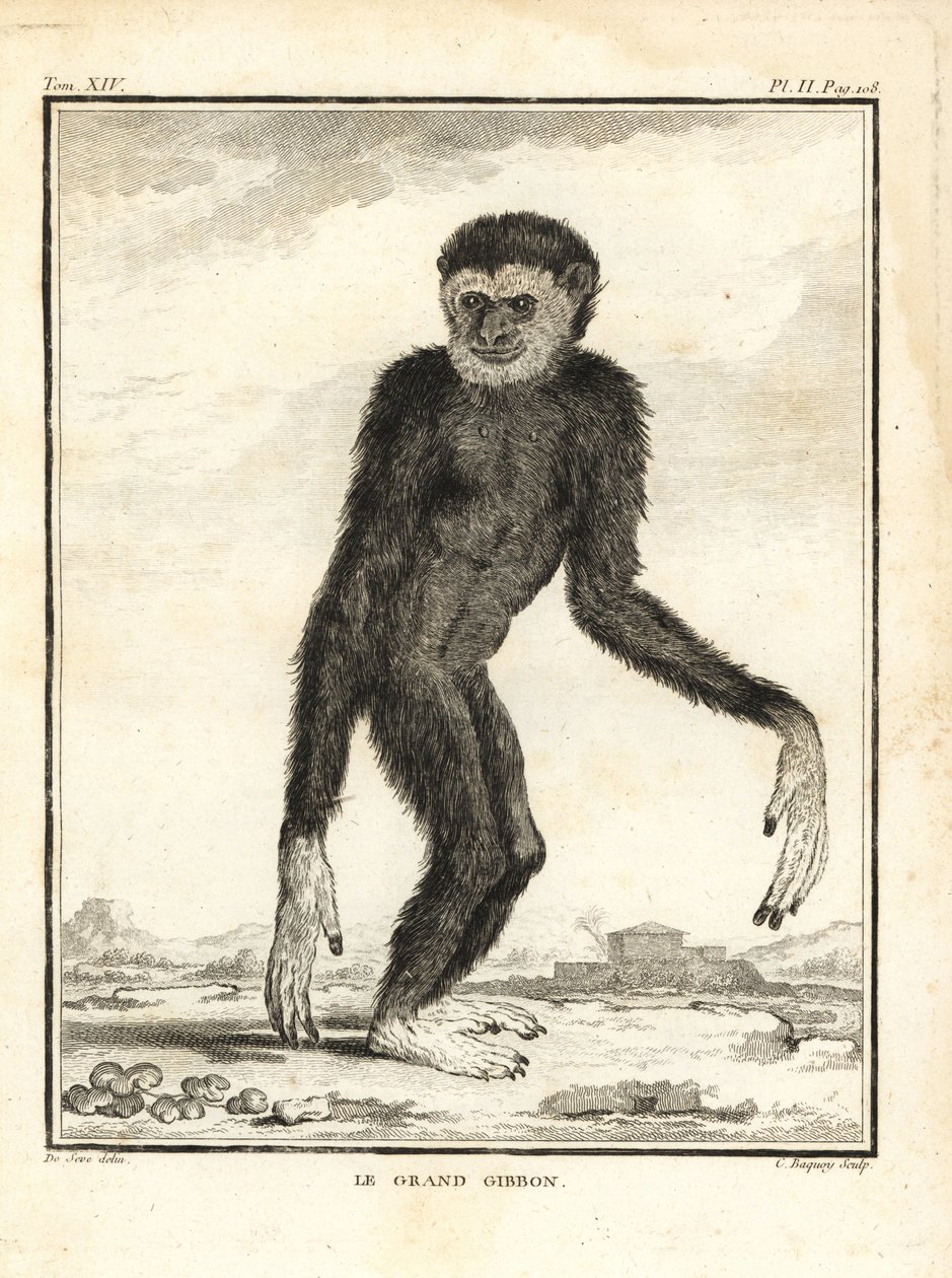Agilis gibbon, Hylobates agilis. Elkötelezett. A nagy gibbon. C. Baquoy rézmetszete Jacques de Seve illusztrációja után, Georges-Louis Leclerc, Comte de Buffon Histoire Naturelle című művéből, Imprimerie Royale, Párizs. alkotó: Unbekannter Künstler