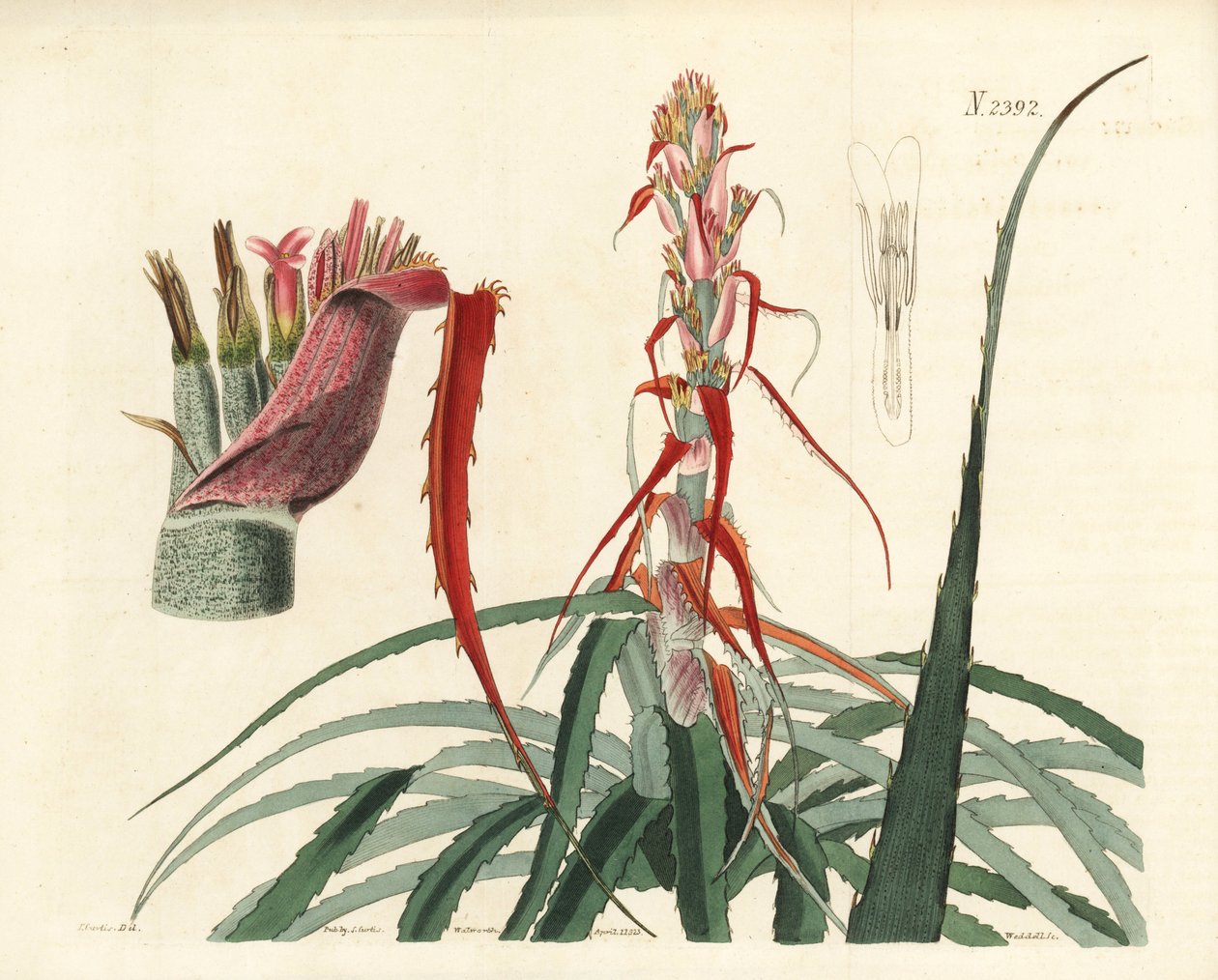 Aguava, Bromelia alsodes (keskeny levelű ananász, Bromelia sylvestris). Weddell kézi rézmetszete John Curtis botanikai illusztrációja után, William Curtis