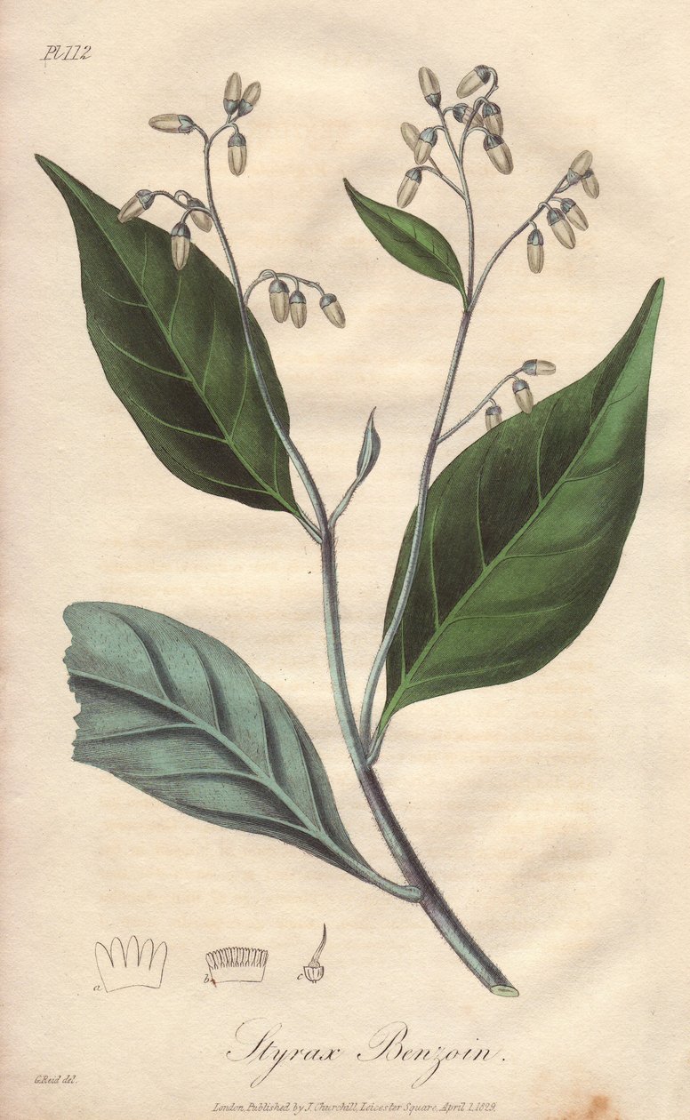 Alibouffier vagy styrax (Styrax benzoin) - William Clarke által készített erős víz, amely John Stephenson és James Morss Churchill "Medical Botanical, Description of the Medicinal Plants of London, Edinburgh, and Dublin" című művét illusztrálja, amelyet Jo alkotó: Unbekannter Künstler