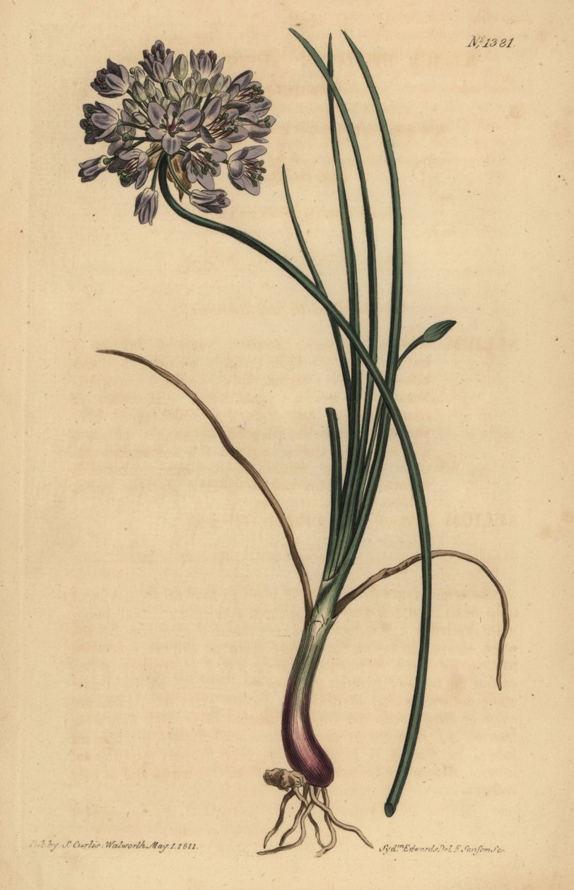 Allium stellerianum (Jonquil levelű fokhagyma alkotó: Unbekannt