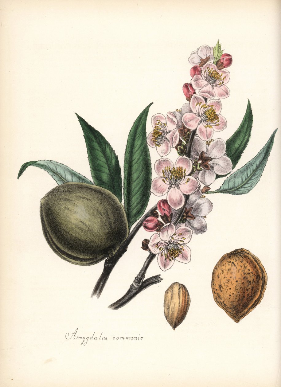 Mandula - Közönséges mandula, Prunus amygdalus (Amygdala communis), virággal, levéllel, terméssel és maggal (dió). Chabots kézzel színezett cinkográfiája, amelyet Miss M. A. Burnett rajzolt a "Plantae Utiliores: or Illustrations of Useful Plants" című művé alkotó: Unbekannter Künstler