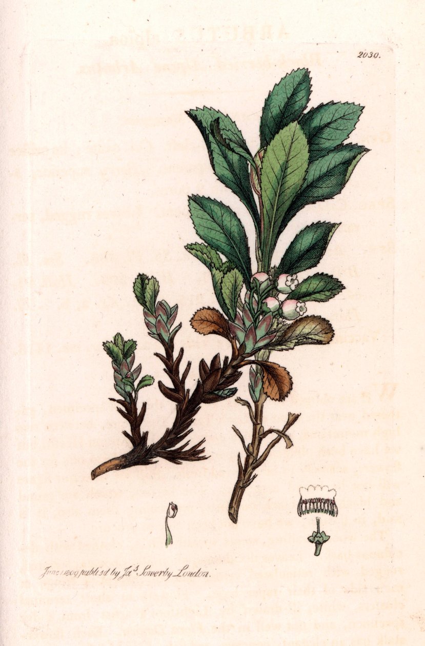Alpine Busserole vagy Alpine Bear Grape (Arctostaphylos alpina) - James Sowerby rajza alapján készült litográfia a Smith