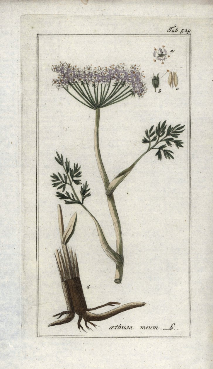 Alpesi cseresznye vagy hegyi édeskömény (Meum athamantium). Litográfia Johannes Zorn (1739-1799) "Afbeelding der Artseny-Gewassen" című művéből, Hollandia. alkotó: Unbekannter Künstler