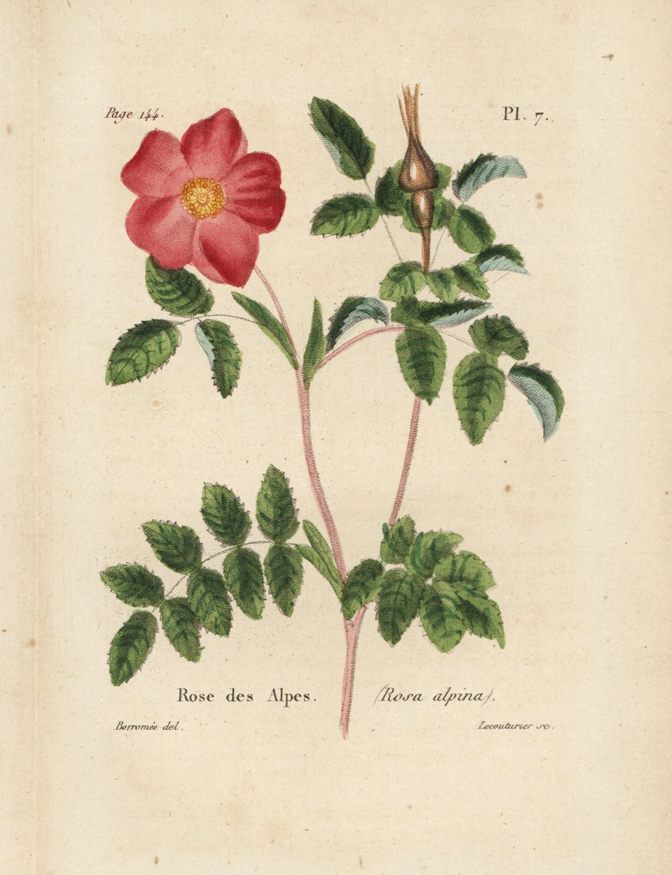 Alpesi rózsa, Alpesi rózsa, Rosa alpina. Lecouturier kézi litográfiája Borromee botanikai illusztrációja után, Pierre Boitard: A rózsabarát teljes kézikönyve, Roret, Párizs 1836. alkotó: Unbekannter Künstler