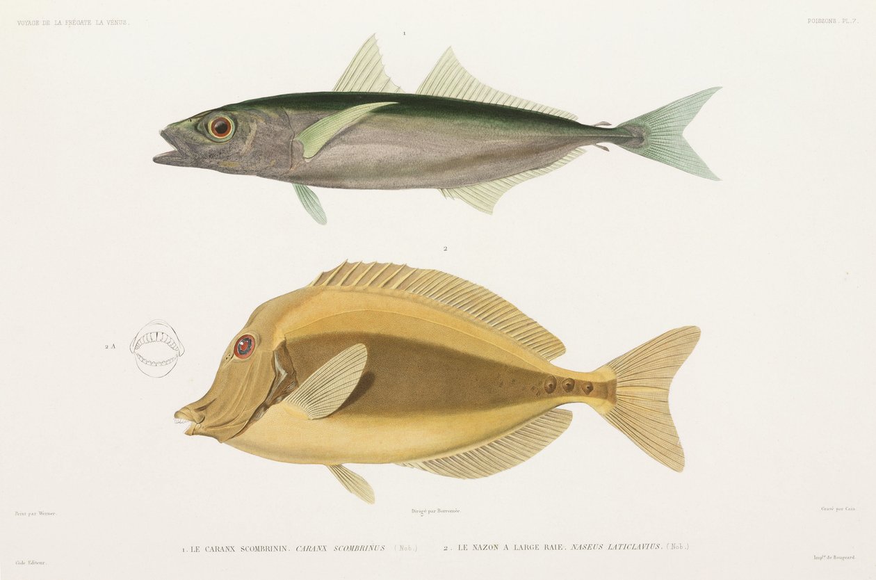 Amberstripe scad és Razor surgeonfish alkotó: Unbekannter Künstler