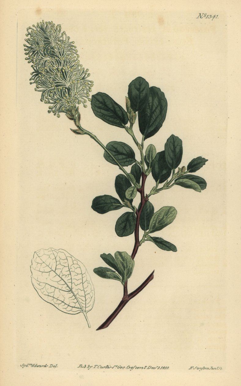 Amerikai wych mogyoró, Fothergilla gardenii (Tompalevelű fothergilla, Fothergilla alnifolia obtusa) alkotó: Unbekannt