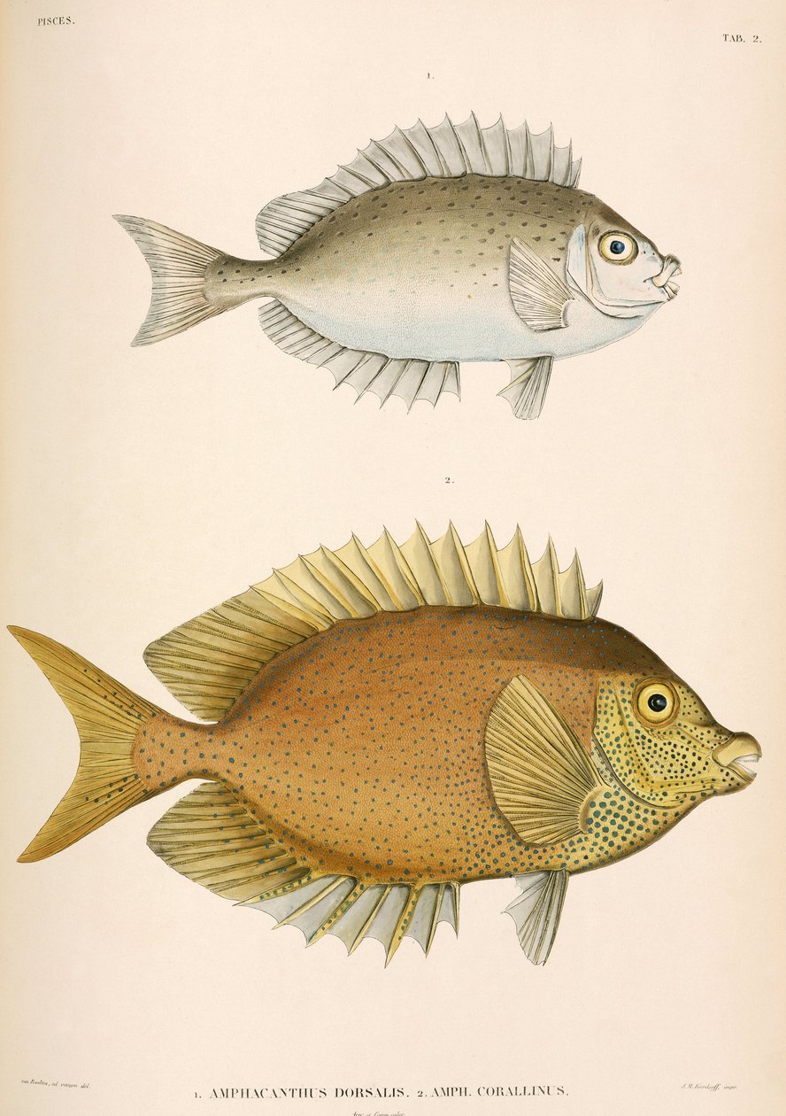 Amphacanthus dorsalis, Amphacanthus corallinus, Indonézia alkotó: Unbekannter Künstler