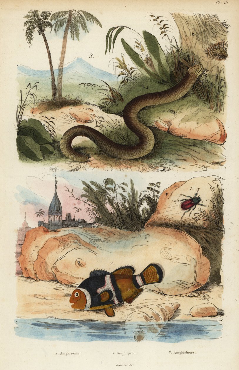 Amphicoma scullelata 1, nyerges bohóchal, Amphiprion polymnus 2 és fehér féreggyík, Amphisbaena alba 3. Amphiprion laticlavius Amphicome, Amphiprion, Amphisbene alkotó: Unbekannt