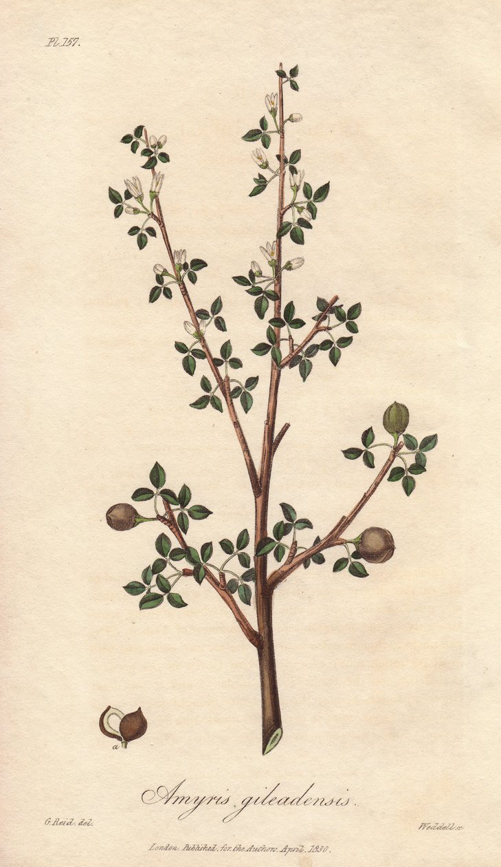 Amyris elemifera vagy Elemi fa (Commiphora gileadensis) Erős víz William Clarke által "Medical Botanical, Description of the Medicinal Plants of London, Edinburgh and Dublin" című, John Stephenson és James Morss Churchill által kiadott, Londóban megjelente alkotó: Unbekannter Künstler