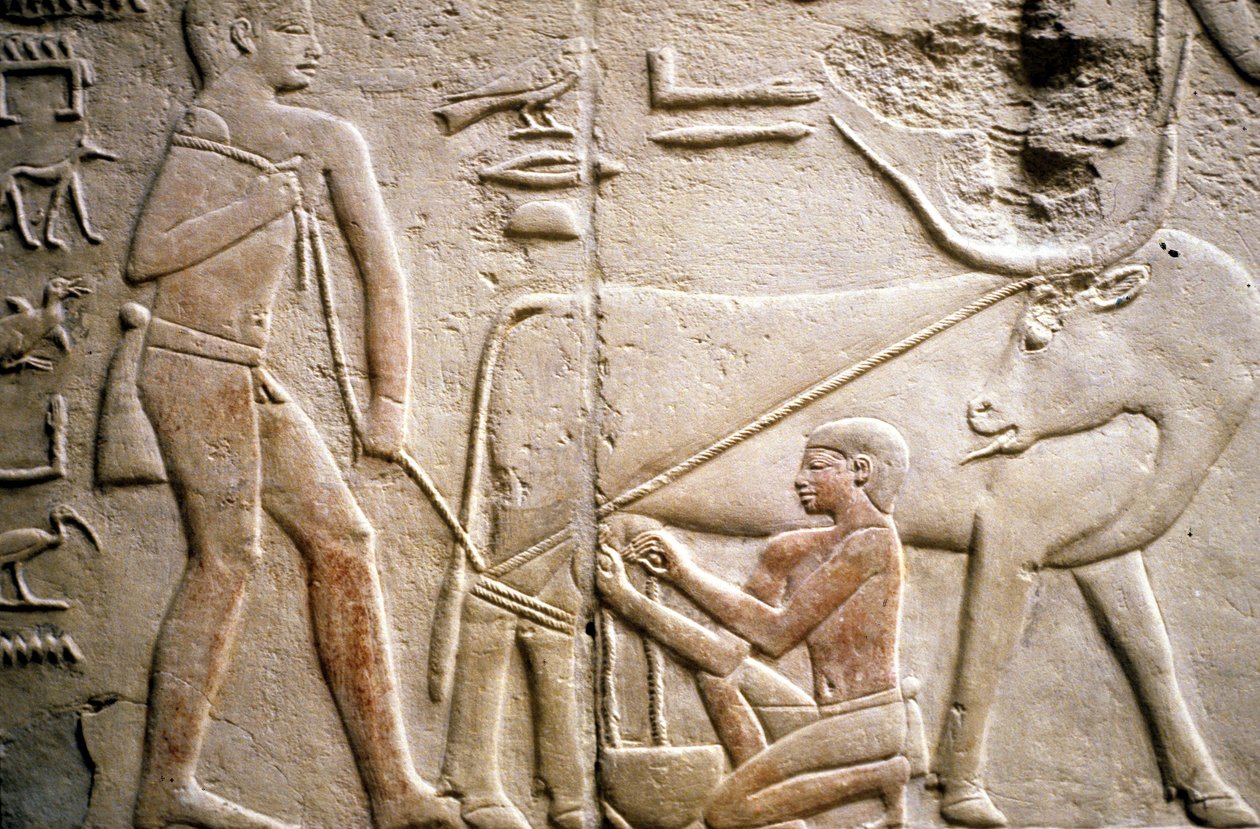 Az ókori Egyiptom: Saqqarah (vagy Saqqara vagy Sakkarah): a Régi Birodalom nekropolisza, nemesek sírja. A bivaly fejését ábrázoló domborművek részlete. alkotó: Leopold Blonder