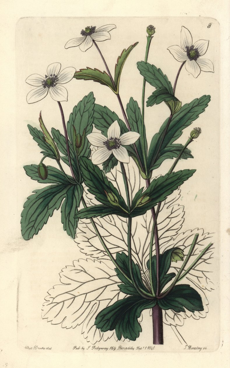 Anemone des rives - Rill anemone, Anemone rivularis. George Barclay kézzel készített rézmetszete Miss Sarah Drake illusztrációja után az Edwards