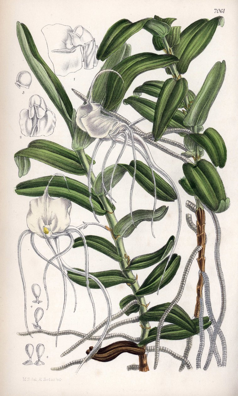 Angraecum germinyanum, madagaszkári fehér orchidea. Nevét a franciaországi Adrien de Germiny grófról kapta. Matilda Smith (1854-1926) rajza, J. N. Fitch litográfiája a Curtis Botanical Magazine-ban, Joseph Dalton Hooker által, Londonban, Angliában, kiadta  alkotó: Unbekannter Künstler