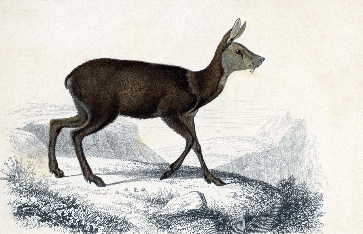 Állati fedélzet: Chevrotain (Moschus Pygnueus). Mammiferes quadrupedes ruminants - in "Dictionnaire universel d