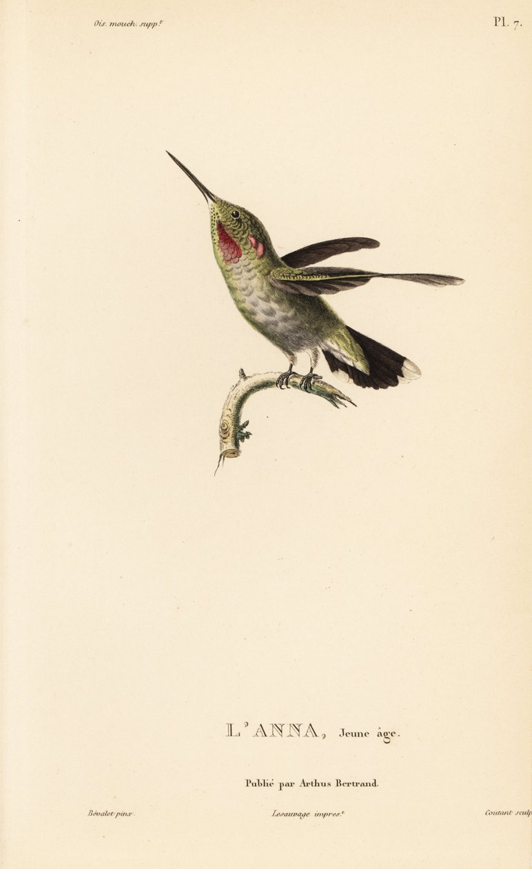 Anna-kolibri, Calypte anna (Ornismya anna), fiatalkorú. Coutant kézzel színezett acélmetszete Jean-Gabriel Pretre illusztrációja után Rene Primevere Lesson: A kolibri nemzetség természetrajza című művéből. alkotó: Unbekannter Künstler