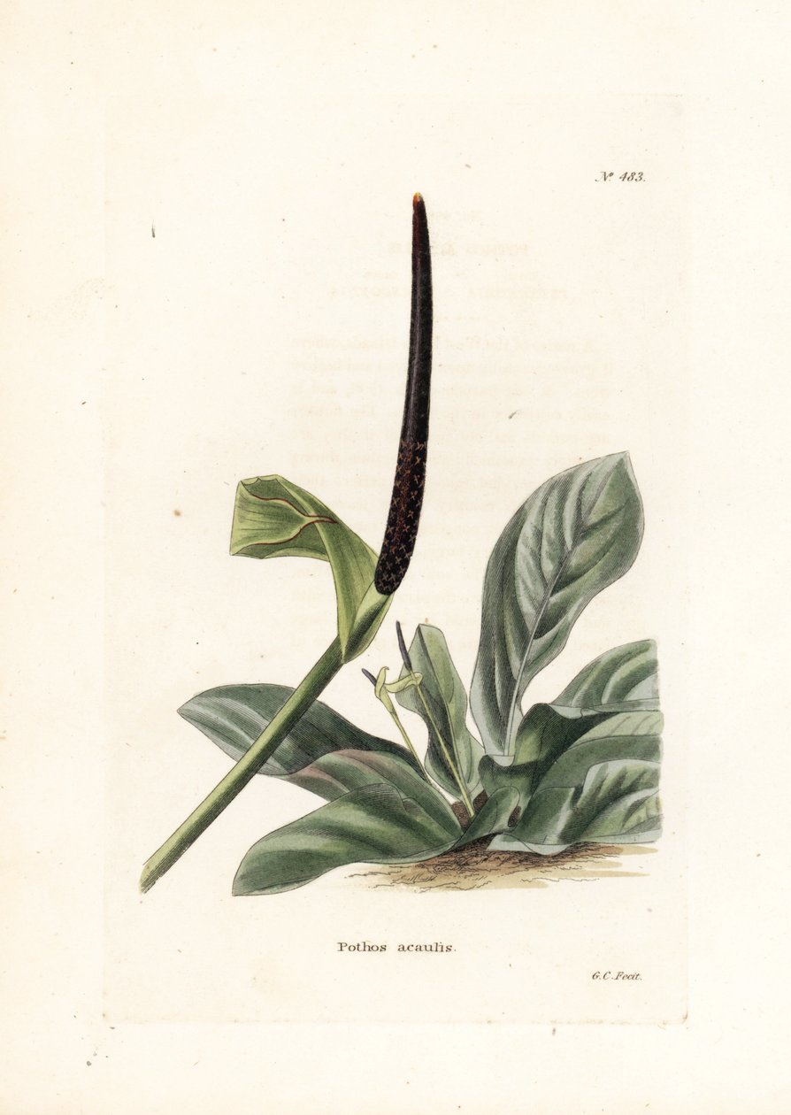 Anthurium madárfészek vagy anthurium káposzta (Pothos acaulis) - George Cooke litográfiája, a Conrad Loddiges Botanical Cabinet (1738-1826) brit folyóirat számára. alkotó: Unbekannter Künstler