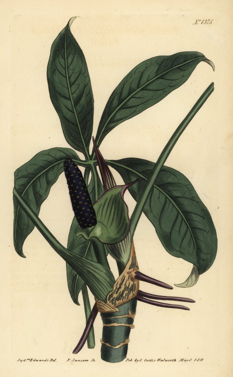 Anthurium palmatum (ötlevelű pothos, Pothos pentaphylla) alkotó: Unbekannt