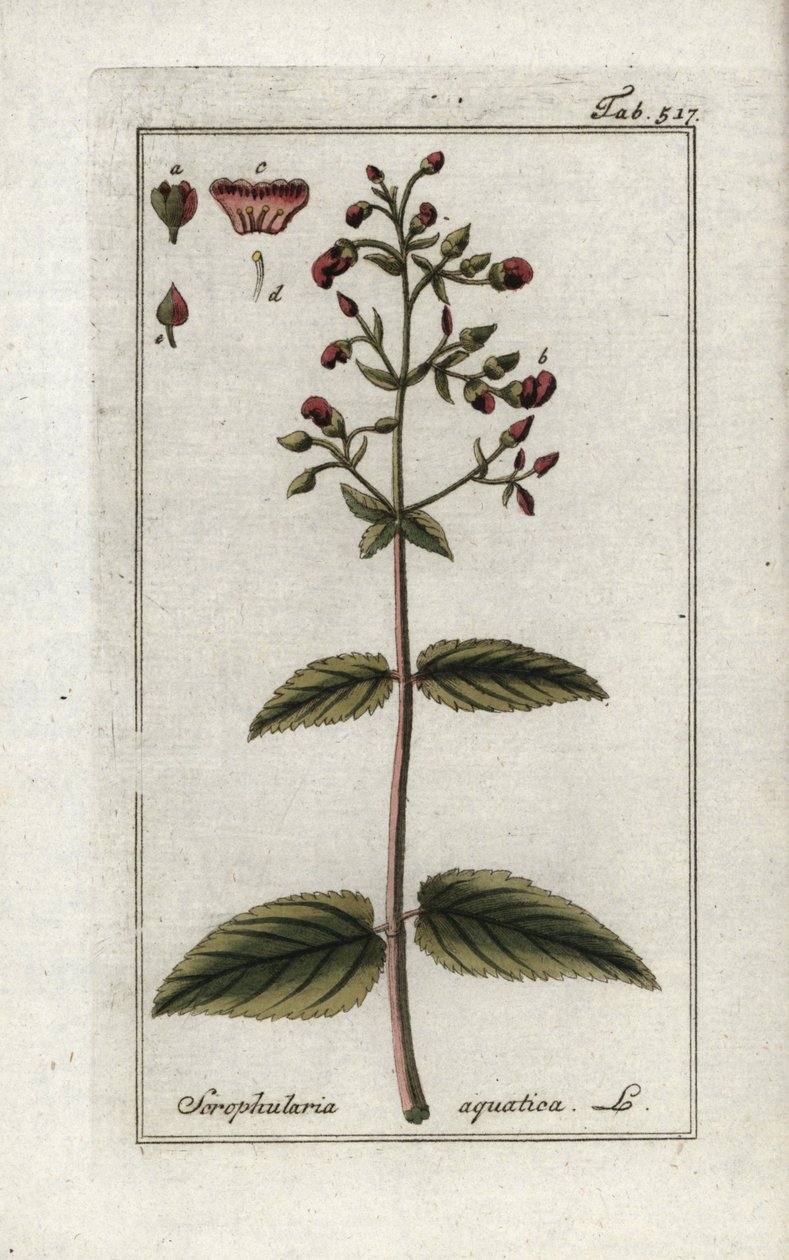Vízi szkrofula (Scrophularia aquatica). Litográfia Johannes Zorn (1739-1799) "Afbeelding der Artseny-Gewassen" című művéből, Hollandia. alkotó: Unbekannter Künstler