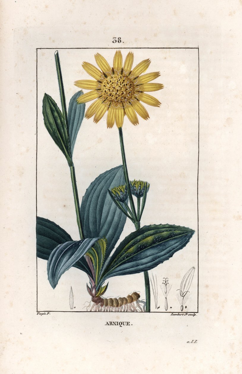 Arnique (árnika) - Lambert fils metszete Pierre Jean Francois Turpin (1775-1840) rajza alapján, La flore medicale, de Chaumeton, Poiret et Chamberet, Paris 1830 - Hegyi árnika, Arnica montana - Lambert Junior metszete egy rajz alapján, Párizs, 1830 - Hegyi alkotó: Unbekannter Künstler