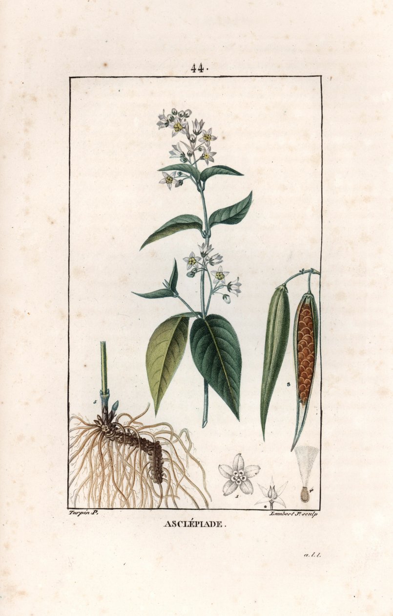 Asclepiade ou herbe à la wadding ou herbe aux parruches - Lambert fils metszete, Pierre Jean Francois Turpin (1775-1840) rajzáról, a La flore medicale, by Chaumeton, Poiret et Chamberet, Paris 1830 - Fecskefű, Vincetoxicum hirund. alkotó: Unbekannter Künstler