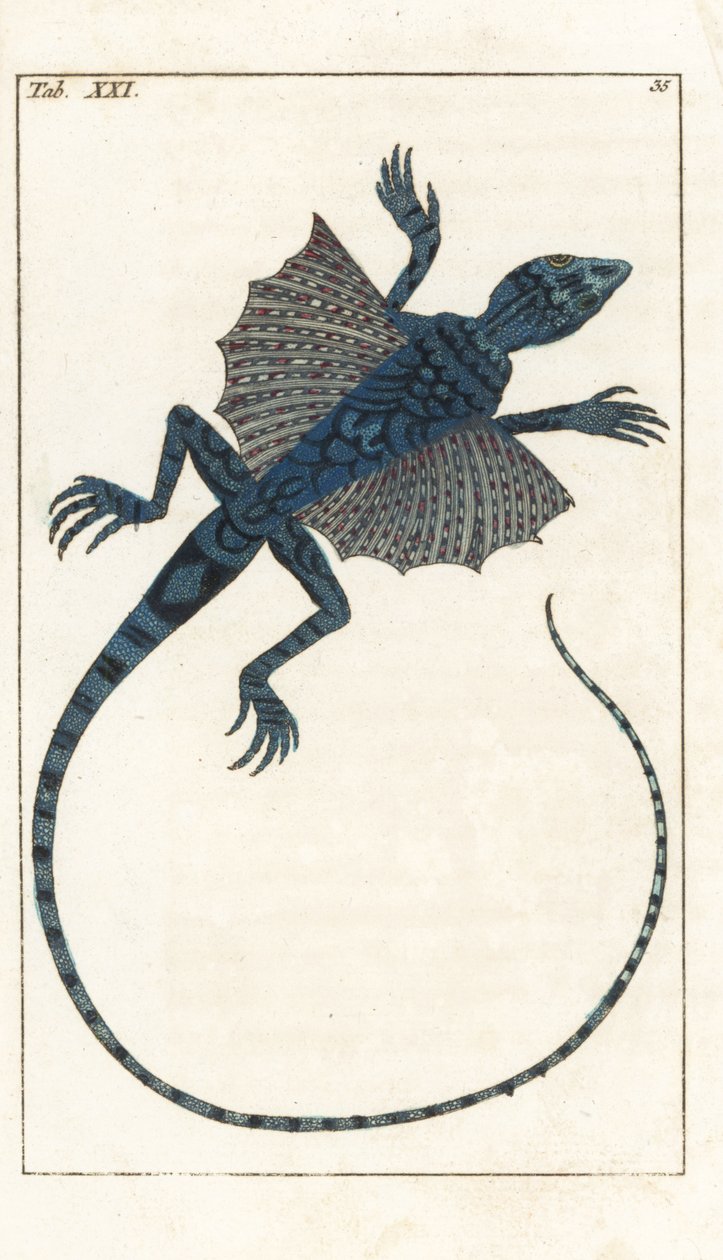 Ázsiai repülő gyík - Forte Water Gottlieb Tobias Wilhelm (1758-1811), a Természettudományi Enciklopédiából: Amphibians alkotó: Unbekannter Künstler