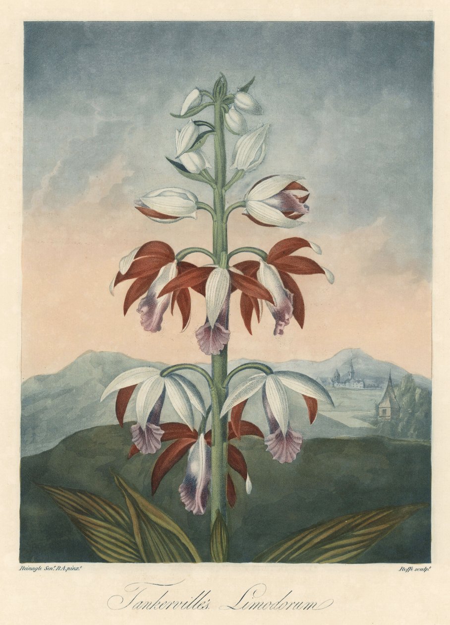 Ázsiai orchidea fajta Eau forte, Dr. Robert Thornton (1768-1837) The Temple of Flora című művéből. alkotó: Unbekannter Künstler