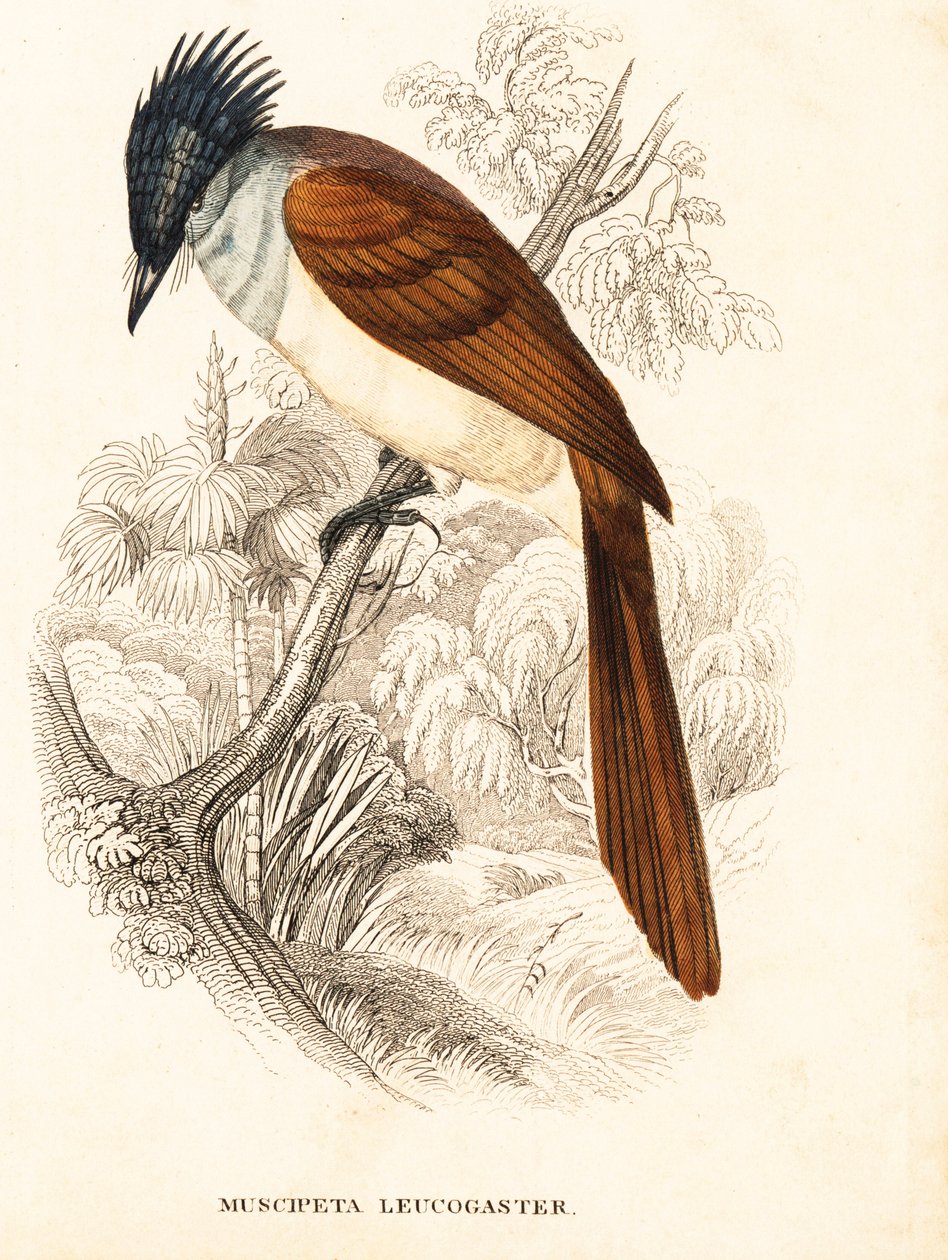 Ázsiai paradicsomi légykapó (himalájai), Terpsiphone paradisi leucogaster (Muscipeta leucogaster). Kézzel színezett acélmetszet Georg Friedrich Treitschke Természettudományi Galériájából, Naturhistorischer Bildersaal des Thierreiches, Liepzig. alkotó: Unbekannter Künstler