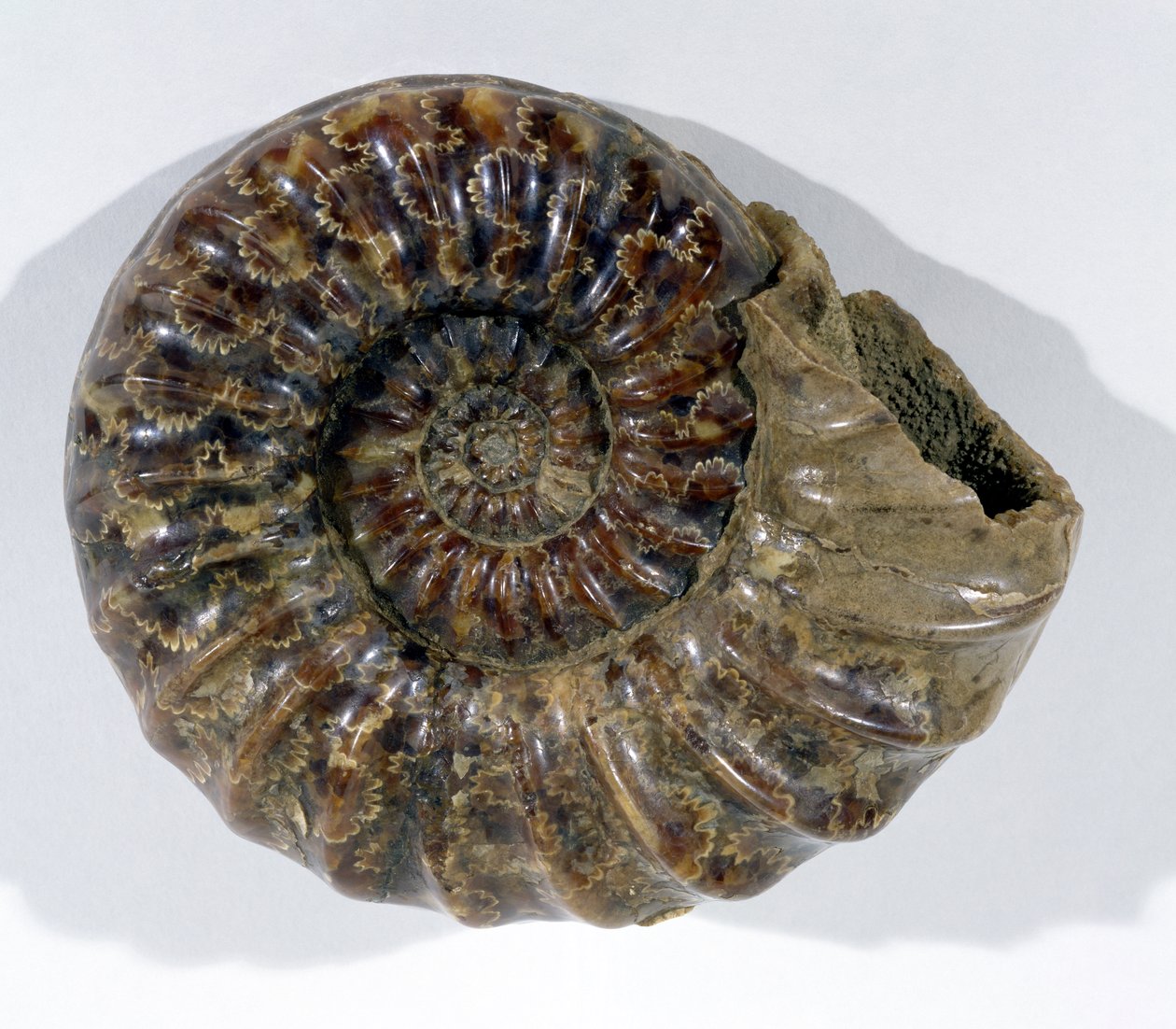 Asteroceras obtusum (Ammonite) megtalálható Lyme Regisben, Dorsetben, az alsó-kréta időszakban (fotó) alkotó: Unbekannt