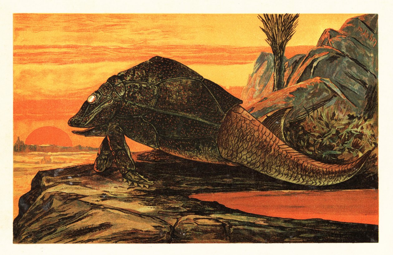 Asterolepis cornutus, kihalt páncélos halfaj.1908 (litográfia) alkotó: Unbekannter Künstler
