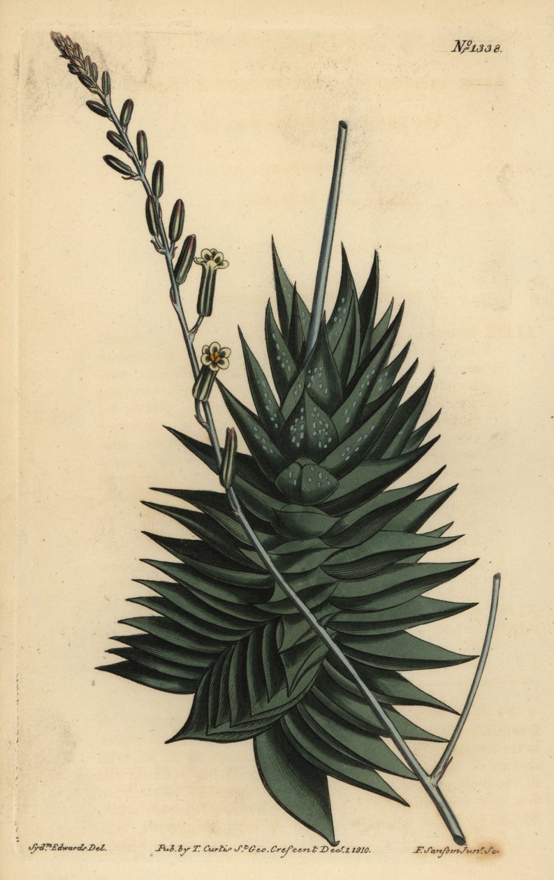 Astrolobes spiralis (Pentagonal aloe, Aloe pentagona) alkotó: Unbekannt