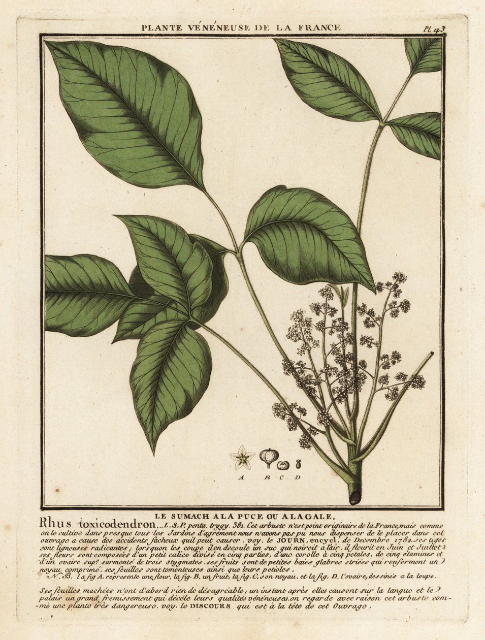 Atlanti-mérges tölgy, Toxicodendron pubescens. alkotó: Unbekannter Künstler