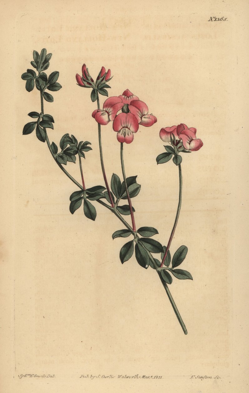 Austral trefoil vagy New-Holland lótusz, Lotus australis alkotó: Unbekannt