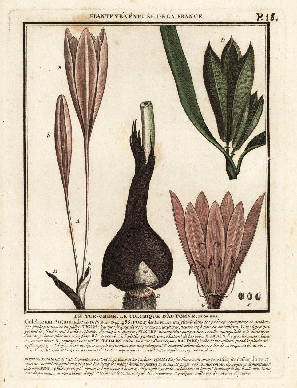 Őszi sáfrány, Colchicum autumnale. alkotó: Unbekannter Künstler