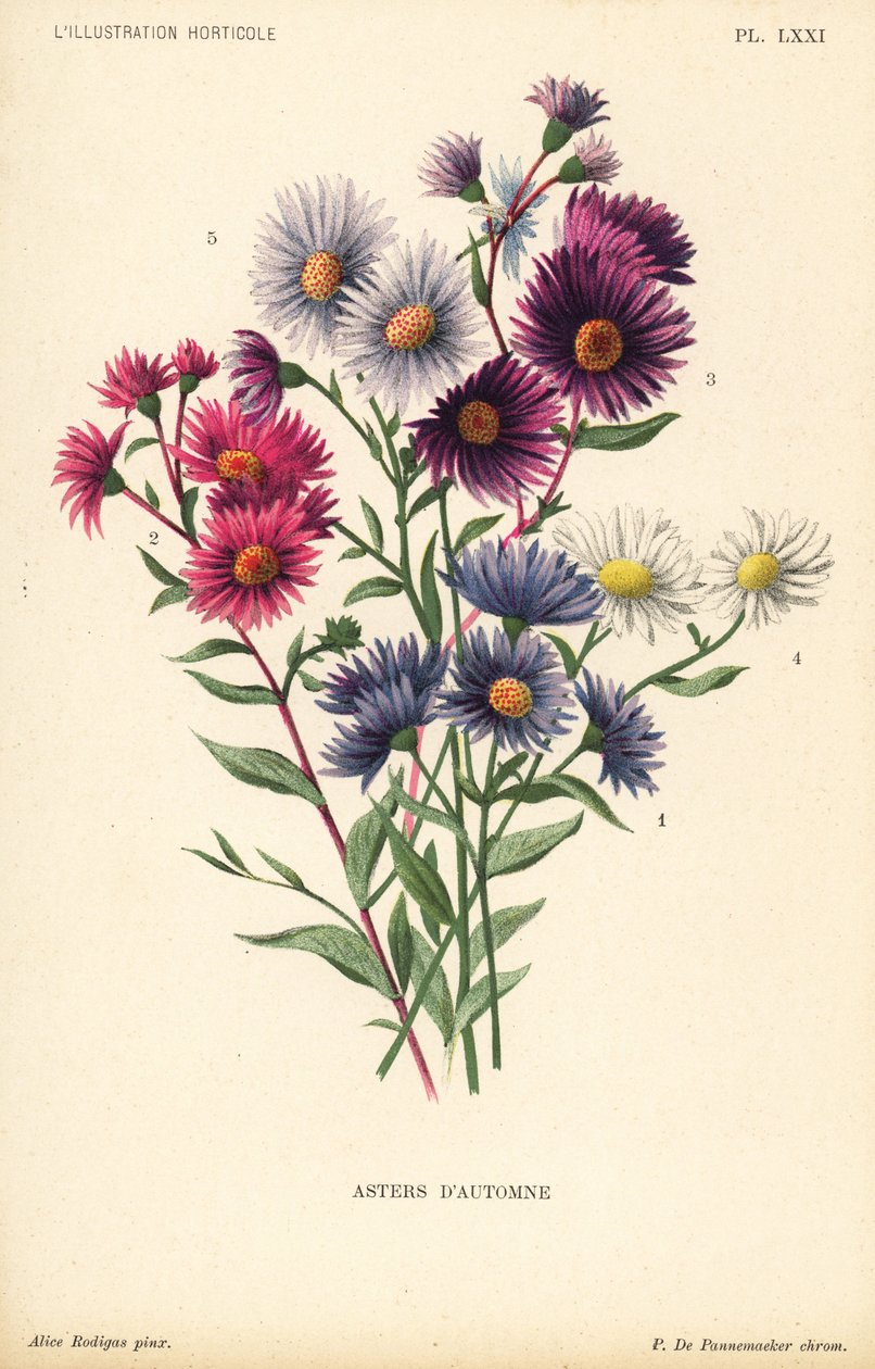 Őszi csillagvirágok: Ruber, Aster novae angliae var. Bowman, Aster novae angliae var. Bowman, Aster amygdalinus és Aster novi belgii Robert Parker. Pieter de Pannemaeker kromolitográfiája Alice Rodigas illusztrációja után f alkotó: Unbekannter Künstler