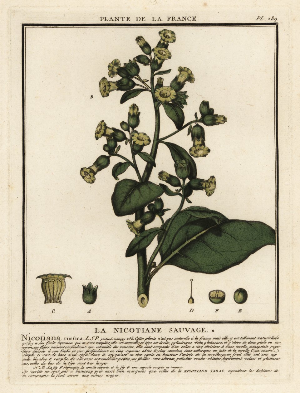 Azték dohány, Nicotiana rustica. alkotó: Unbekannter Künstler