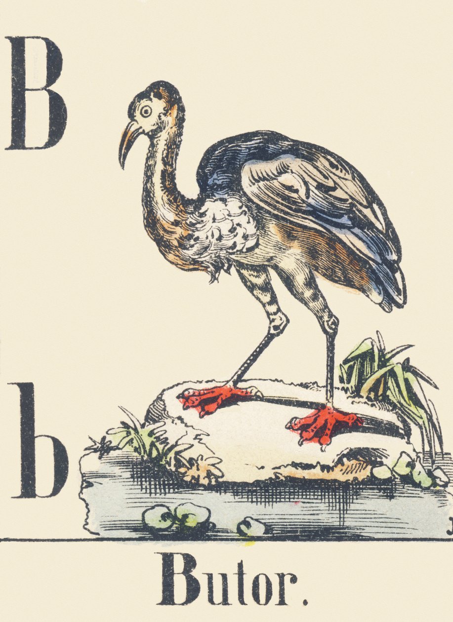 B: Keselyű, 1880-1900 körül (illusztráció) alkotó: Unbekannter Künstler