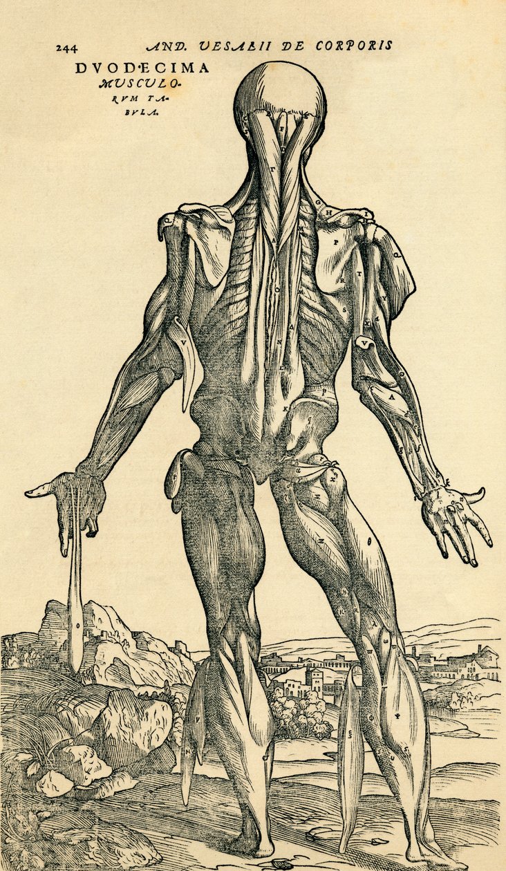 A férfi emberi test hátoldala, egy anatómiai tanulmány, amelyet eredetileg a De Humani Corporis Fabrica Libri Septem (Az emberi test szövetéről hét könyvben) publikált Andreas Vesalius, kiadta Basel alkotó: Unknown