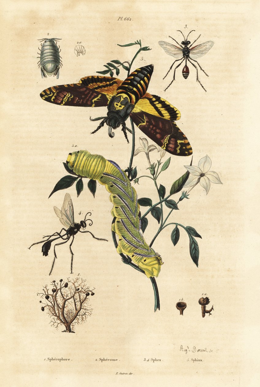 Golyvazuzmó, Sphaerophorus globulus 1, Dynamene rákfélék 2, ásódarazsak, Sphex fajok 3, 4 és afrikai halálfejes sólyommoly, Acherontia atropos és hernyó 5 alkotó: Unbekannt